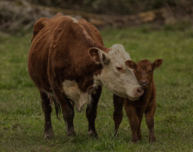 cow/calf